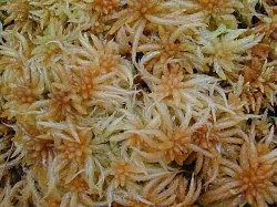 Sphagnum palustre L. (etelnrahkasammal). Kuva: Karen Golinski