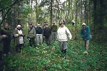 Paksuniemen Aconitum-lehto