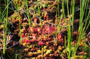 Drosera longifolia. Kuva: Jani Antila